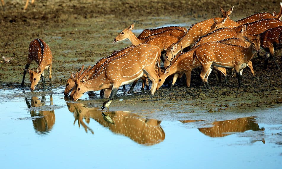 Seek leopards in Yala National Park